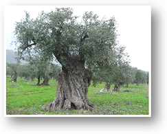 olivetree