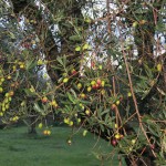 Olive Tree Branch